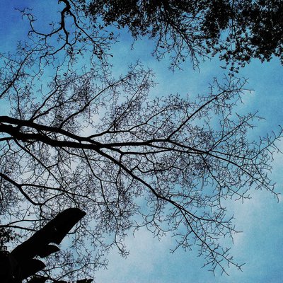The Nature Art