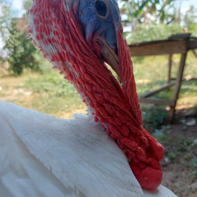 Ayam kalkun Royal Palm