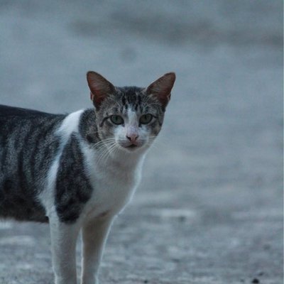 cat