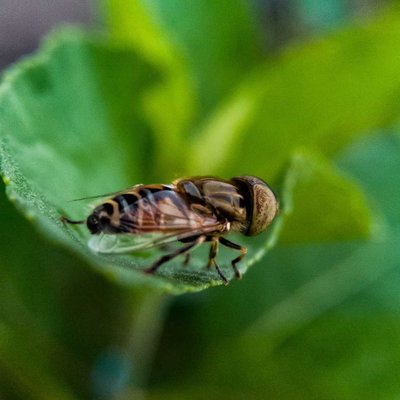 Eristalis tenax