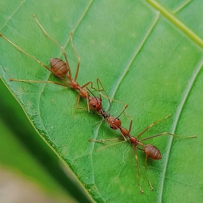 Semut Rangrang 