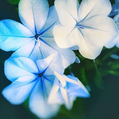 white and blue 
