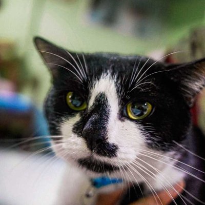1 sided moustache cat