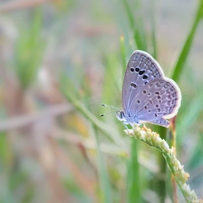 lesser grass blue 