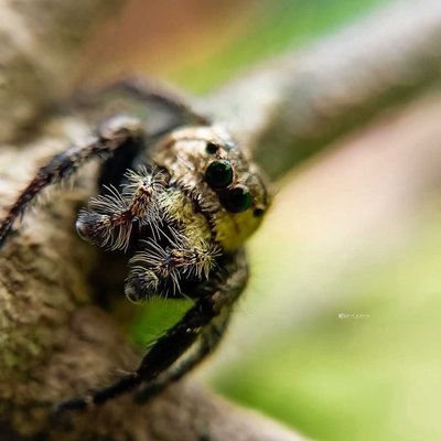Spider
