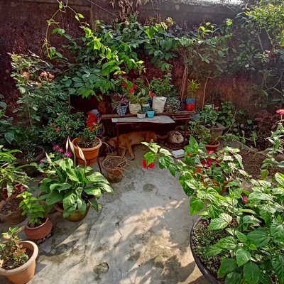 My garden 