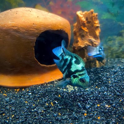 Pollar Parrot Fish 