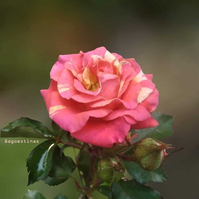Mawar Floribunda