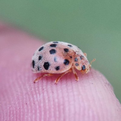 Mexican Bean Beetles 