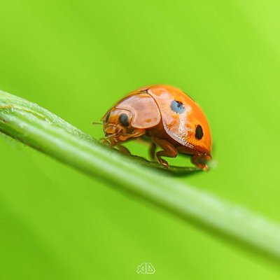 Lady Bug