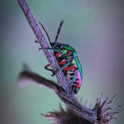Jewel Bug........