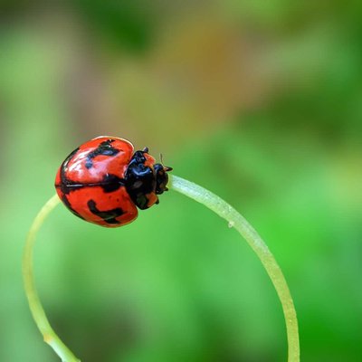 COCCINELLA TRANSVERSALIS 