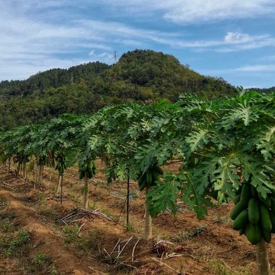 Kebun pepaya