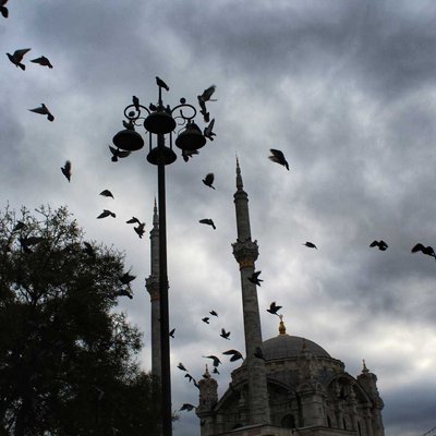 rainy and birds