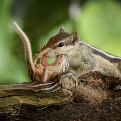 Mother's love