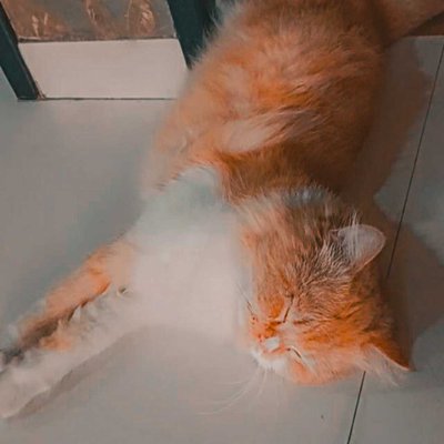 cat 🐈