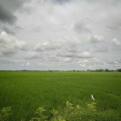 Hamparan Padi