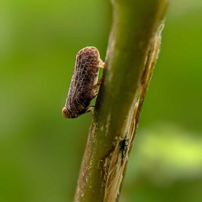 Baby treehoper