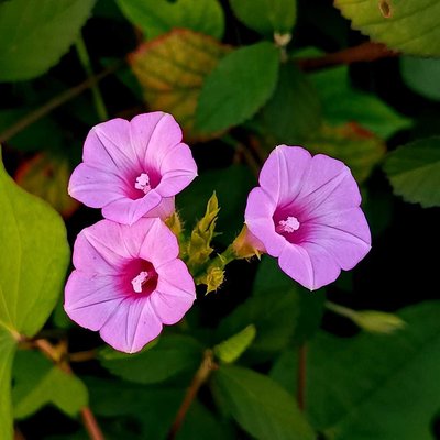 Ipomoea triloba