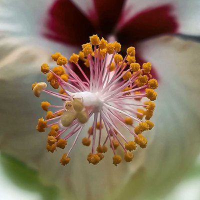 Hibiscus Macro Photography
