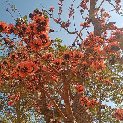 Palash in Purulia