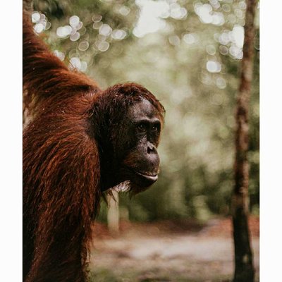 orangutan