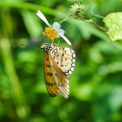 Acara Terpsicore (Butterfly)