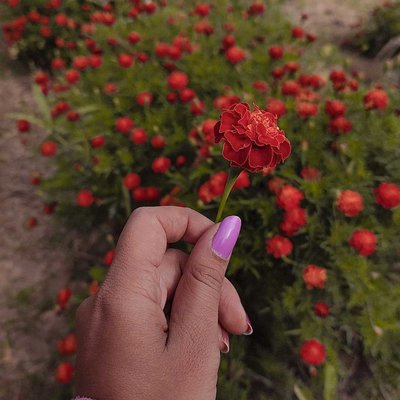Nature's Beauty✨