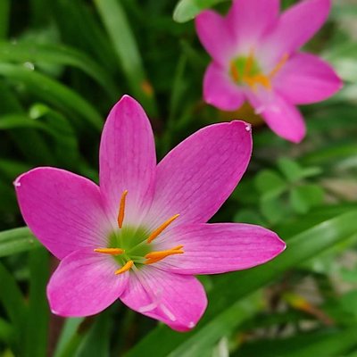 Water Lily