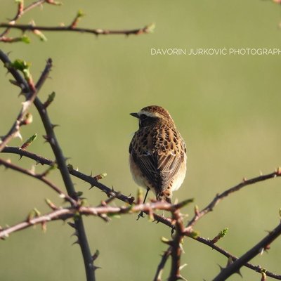 Saxicola rubetra