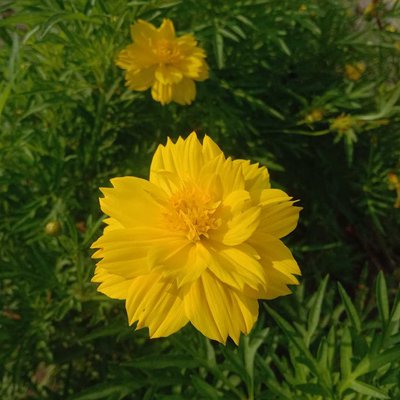 Bunga