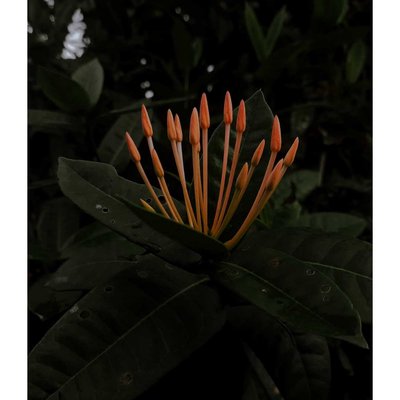 ixora