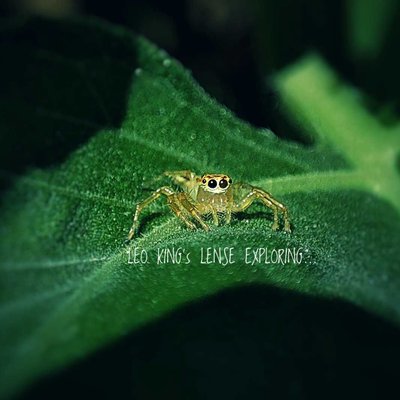 Two-striped jumper or Telamonia dimidiata