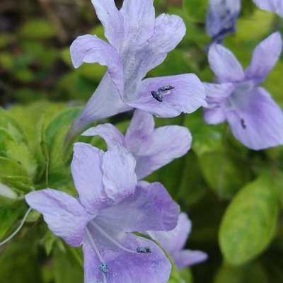 Barleria cristata
