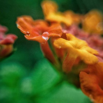 Water drops on Lantana flower.