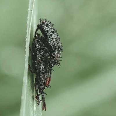 Insect matting
