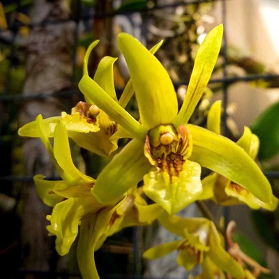 Dendrobium Capra