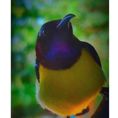 yellow bird 😍
