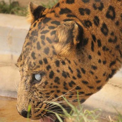 Indian leopard 