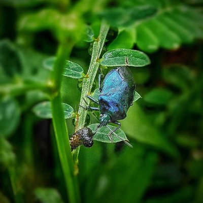 Kumbang Biru Metalik