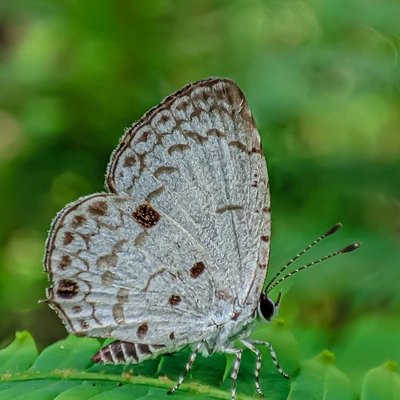 Acytolepis puspa