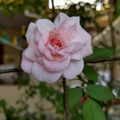 cute rose that can Lure any girl.