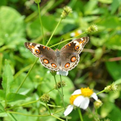 Junonia orithya (Kupu - Kupu)