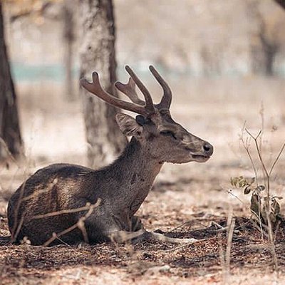RUSA
