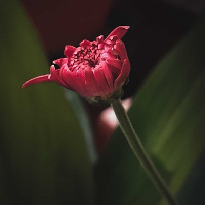 Flower bud
