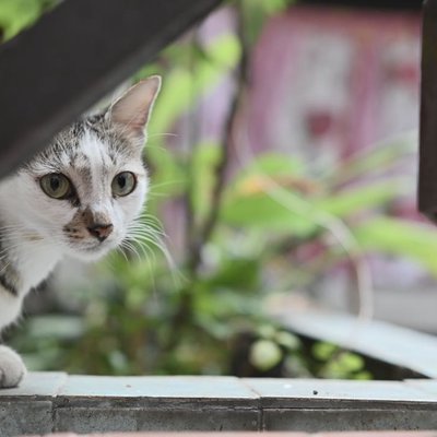 kucing
