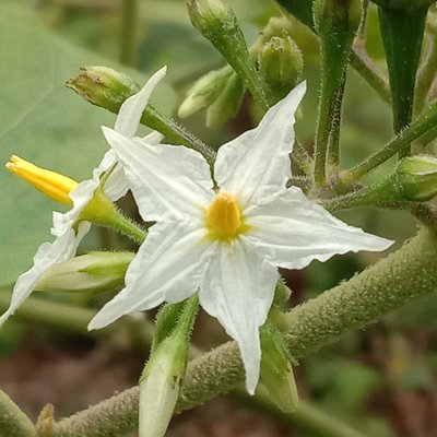Takokak / Rimbang