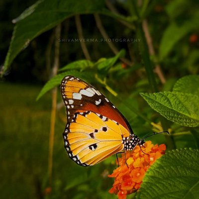 Butterfly beauty ❤️🦋