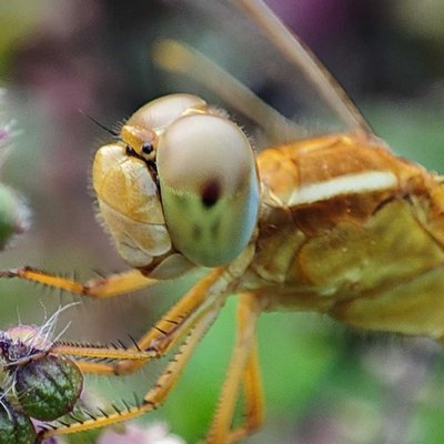 macro photography 📲