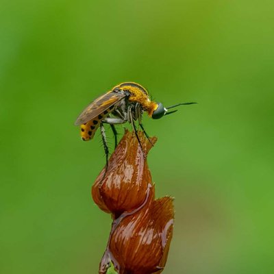 Hump backed bee fly 